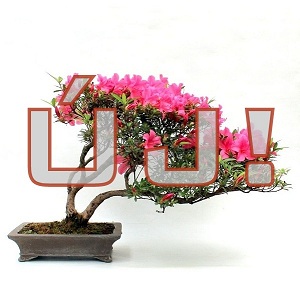 bonsai ujdonsagok a marczika kerteszet kinalatabol bonsai studio erd